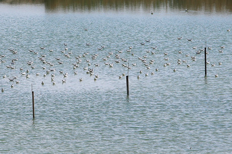 لایحه مربوط به کنوانسیون بین المللی جلوگیری از آلودگی دریا به مجلس تقدیم شد 